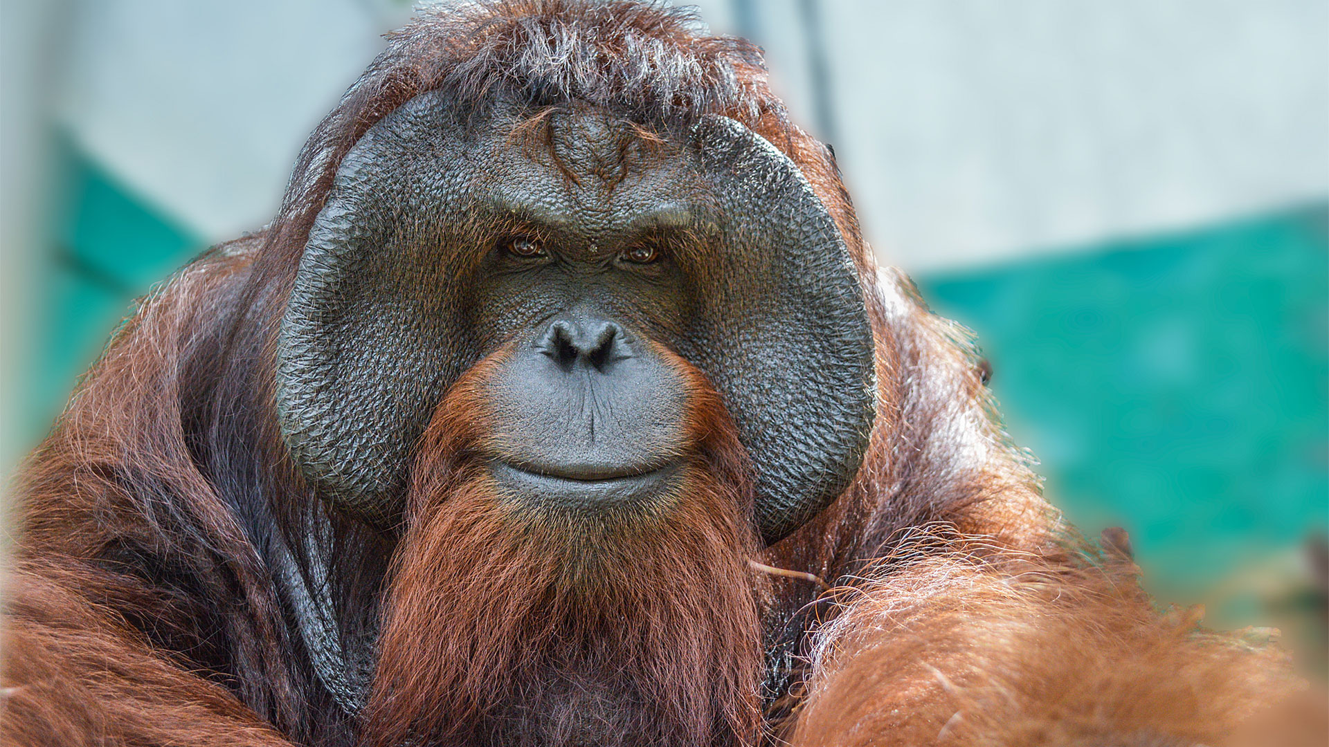 Palm Oil Company Appoints Orangutan to its Board