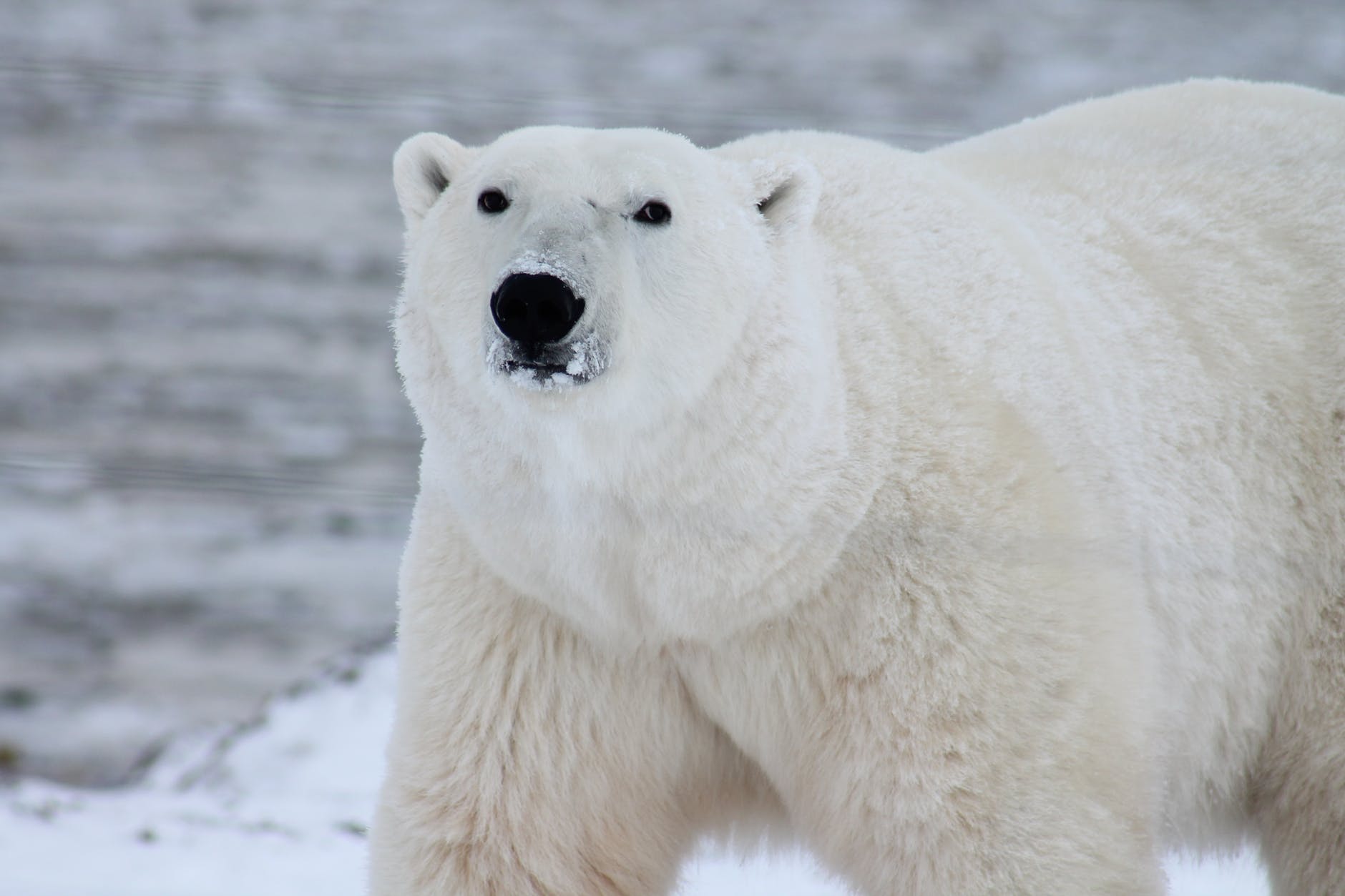 Photo of polar bear with plastic in its jaws in the remote Arctic shows pollution’s ‘pervasive grip’