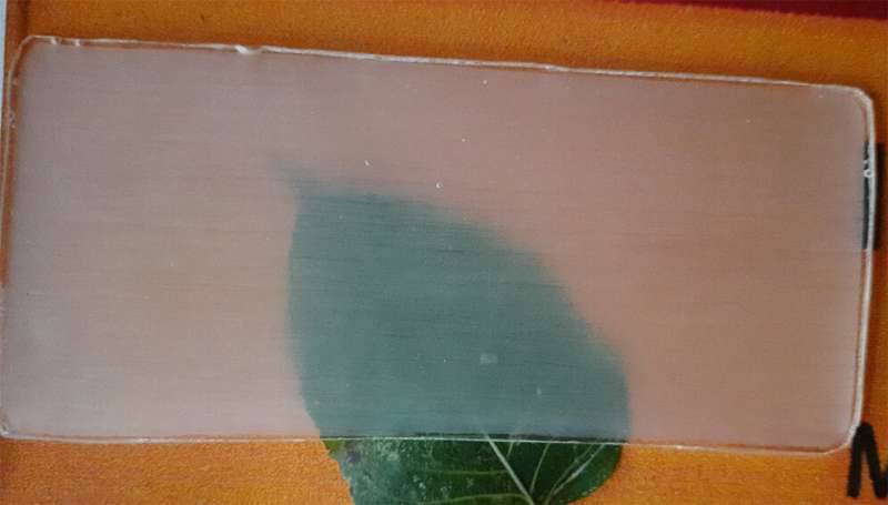 Transparent Wood Could Replace Plastics