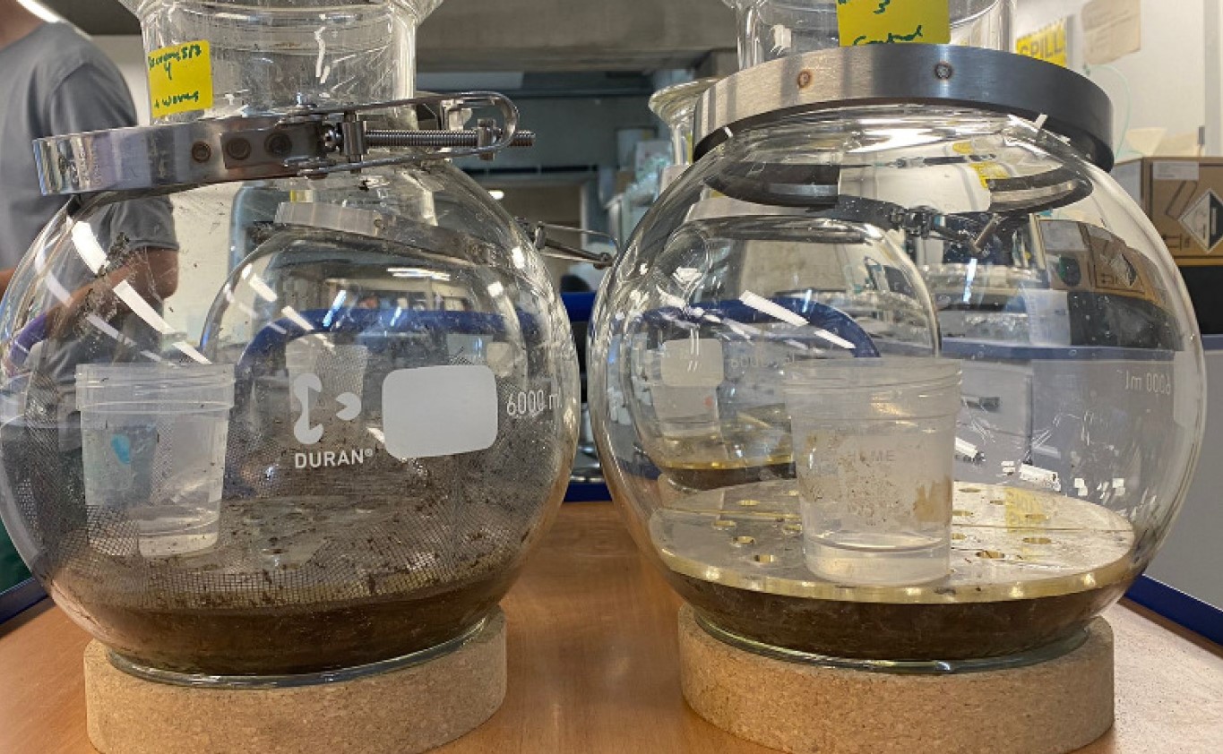 Eisenia Foetida and Lumbricus Terrestres Show High Plastic-Degrading Enzyme Activity