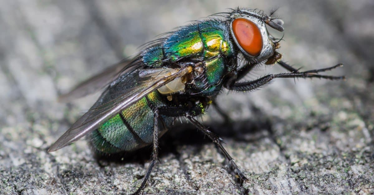 Can black soldier flies convert food waste to bioplastic? 