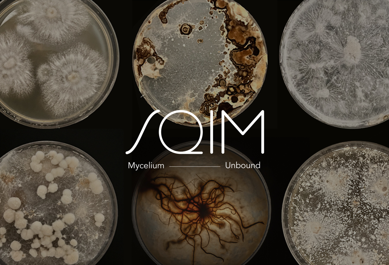 Sqim secures € 11 M for industrialization of mycelium technology