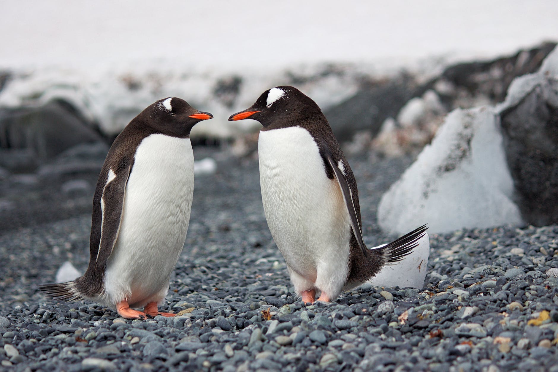 Galápagos penguins contaminated with microplastics