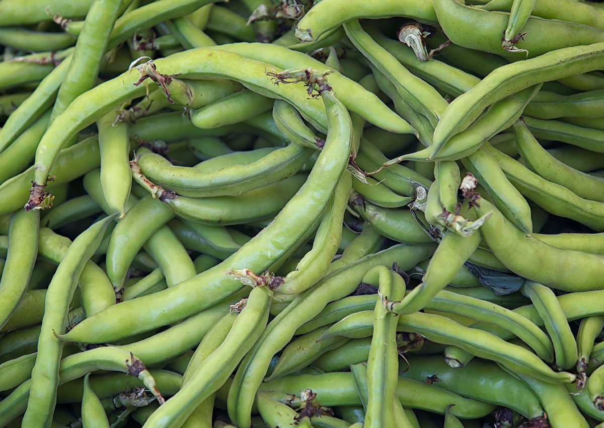 Faba beans used to make plant-based wrap that also keeps food fresh for longer