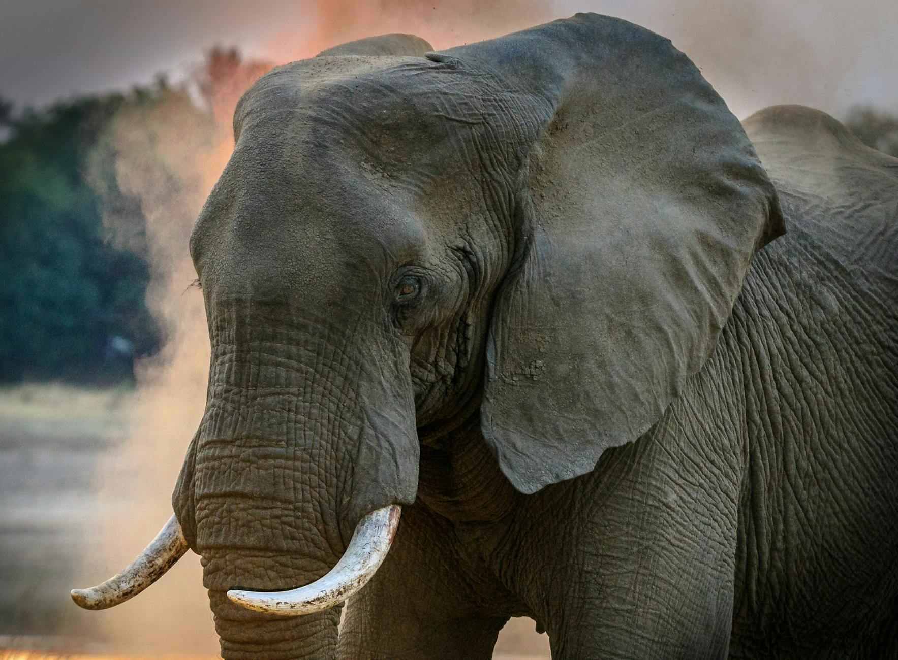 Large quantities of ivory are still illegally traded online in the EU