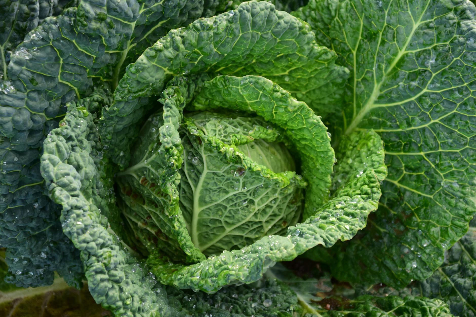 Team develops technology for producing bioplastics from cabbage waste
