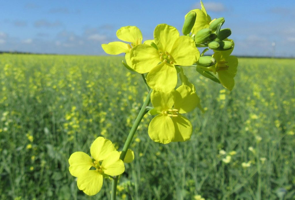Carinata studies continue to expand with hopes of powering a sustainable future