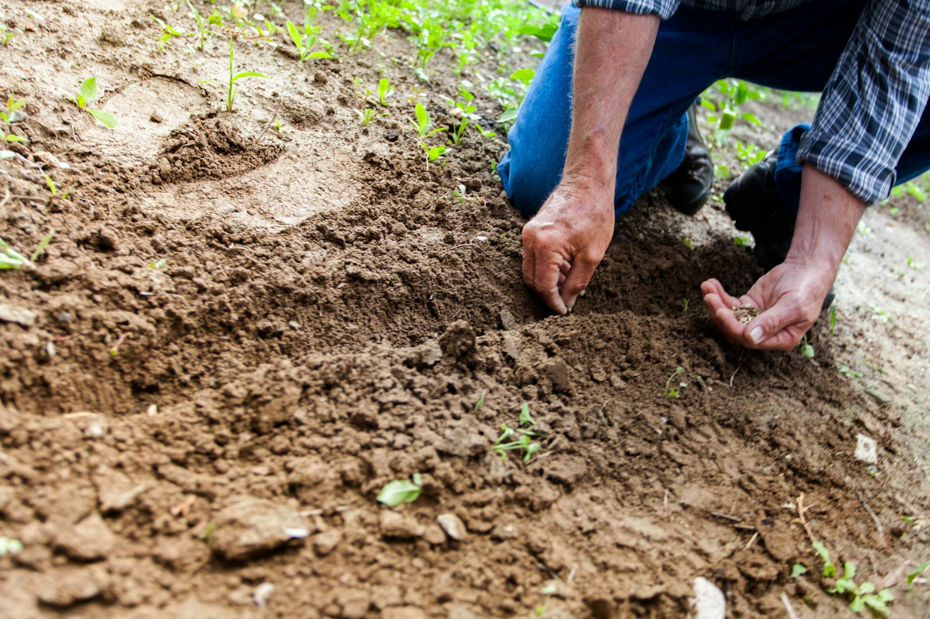 Evaluation of the impact of polylactide microparticles on soil biota