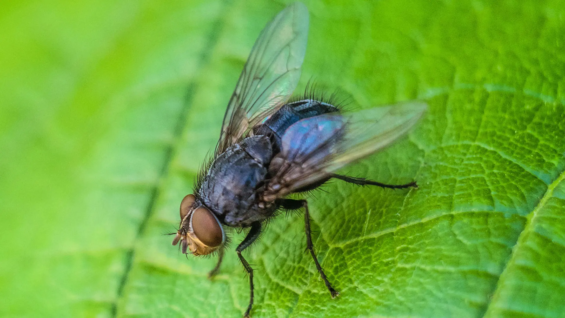 Amyloid-Like Self-Assembling of Black Soldier Fly Proteins and Development of Bioplastics